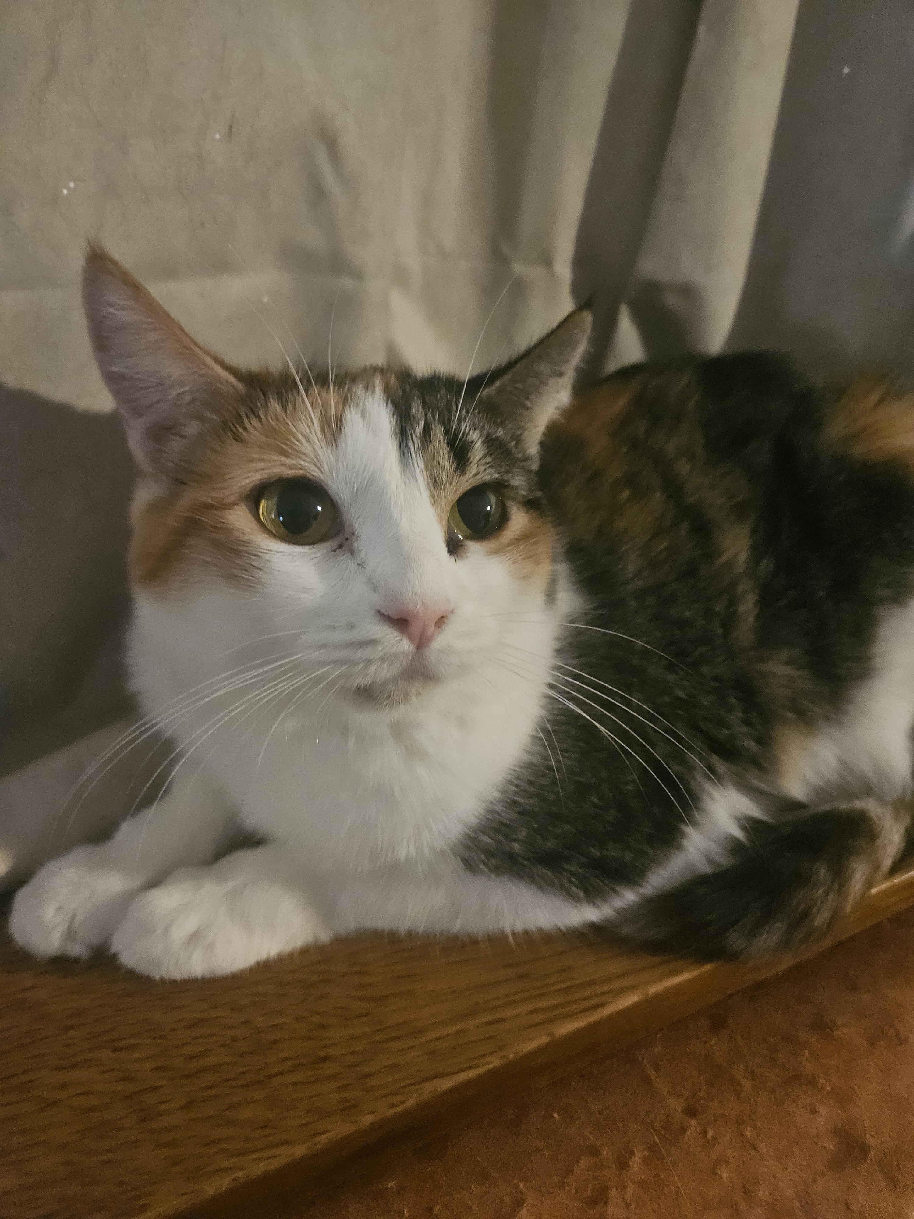Pebbles , ADOPTABLE, Adult Female Domestic Short Hair.
