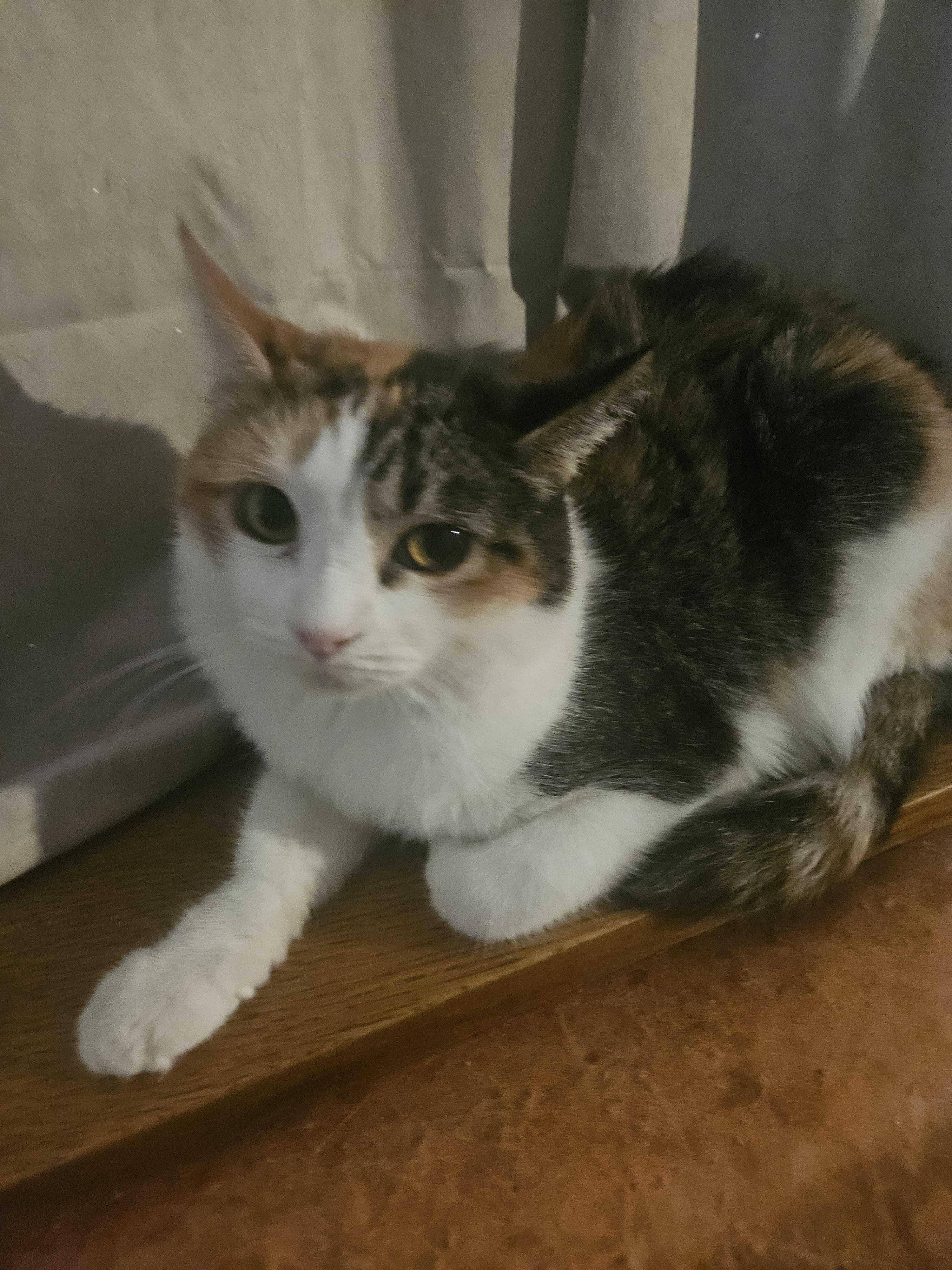 Pebbles , a ADOPTABLE Domestic Short Hair in Youngtown, AZ image 2/2