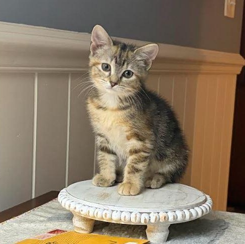 Luna, Adopted, Young Female Domestic Short Hair.