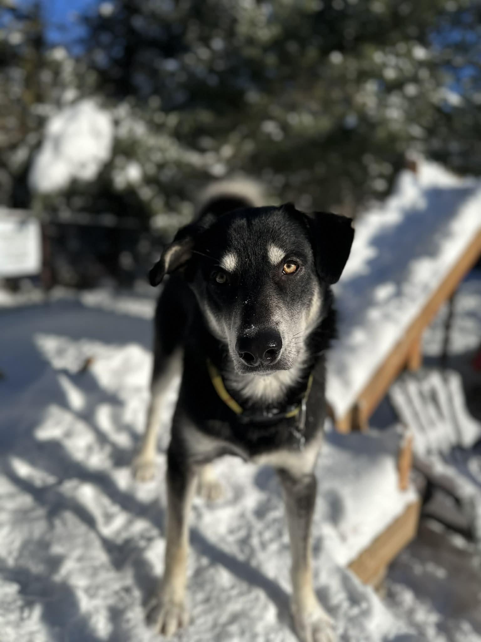 Enlarge Jean Poil, a Adoptable mixed breed in STE-MARGUERITE-DU-LAC-MASSON, QC image 1/3