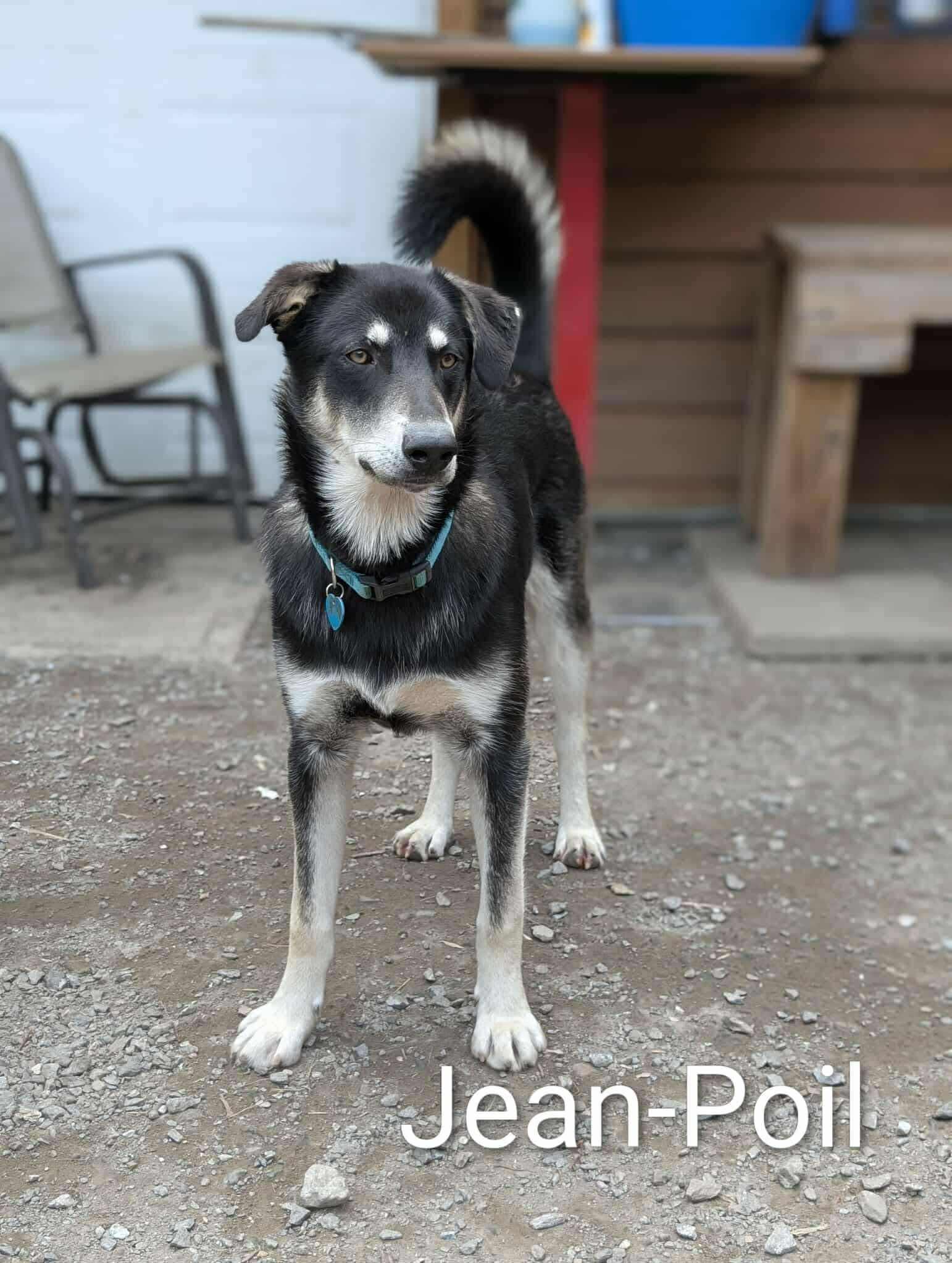 Jean Poil, a Adoptable mixed breed in STE-MARGUERITE-DU-LAC-MASSON, QC image 1/2
