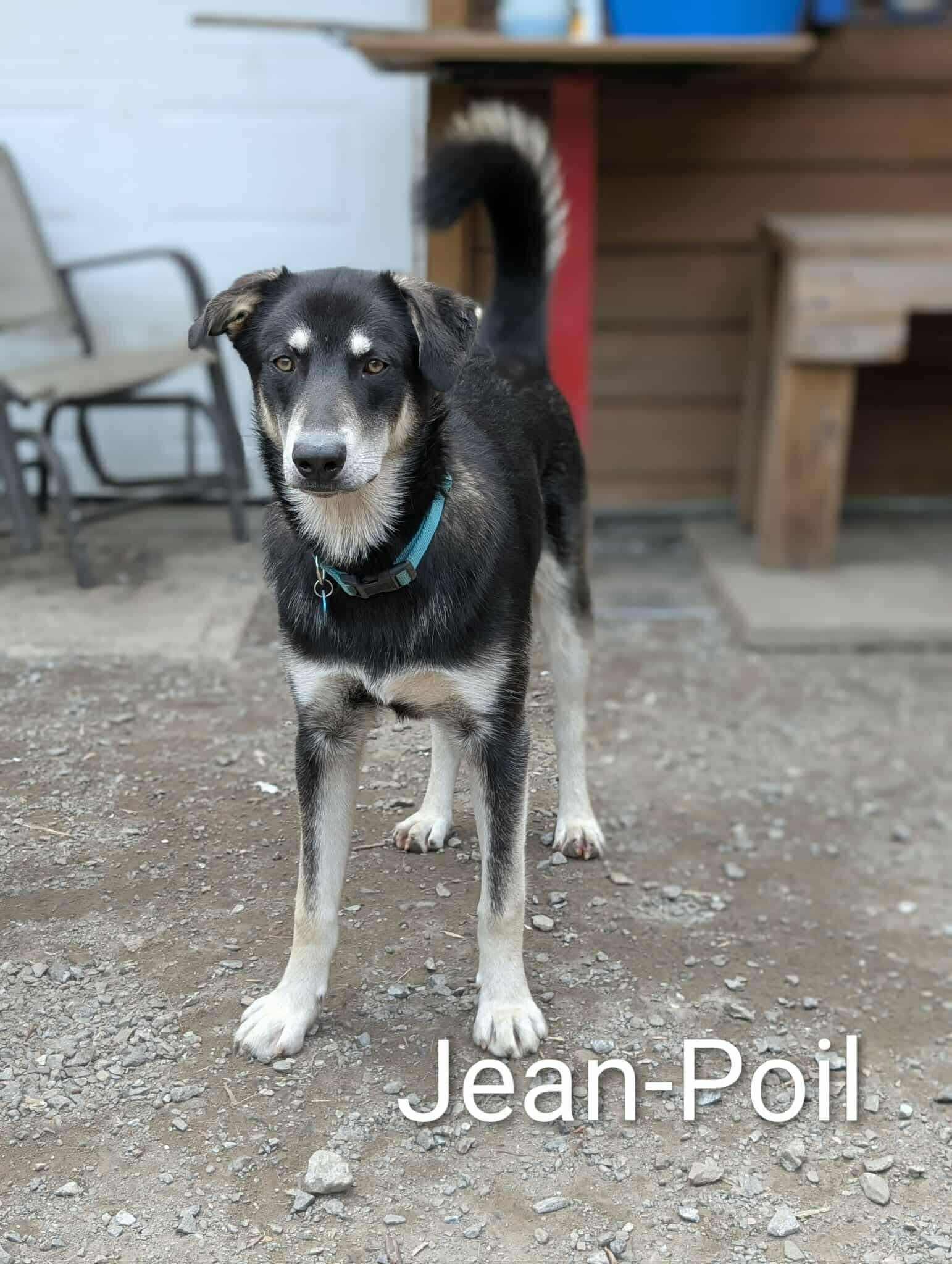 Jean Poil, a Adoptable mixed breed in STE-MARGUERITE-DU-LAC-MASSON, QC image 2/2