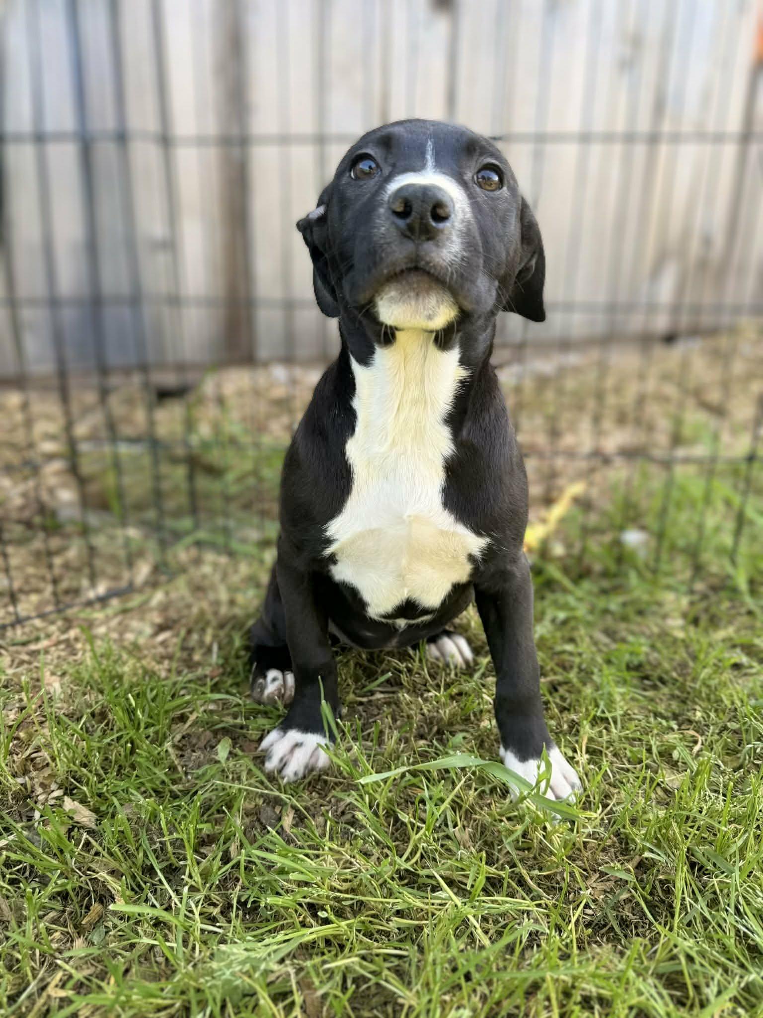 Enlarge Miss Galaxy, a Adoptable mixed breed in San Jose, CA image 3/3