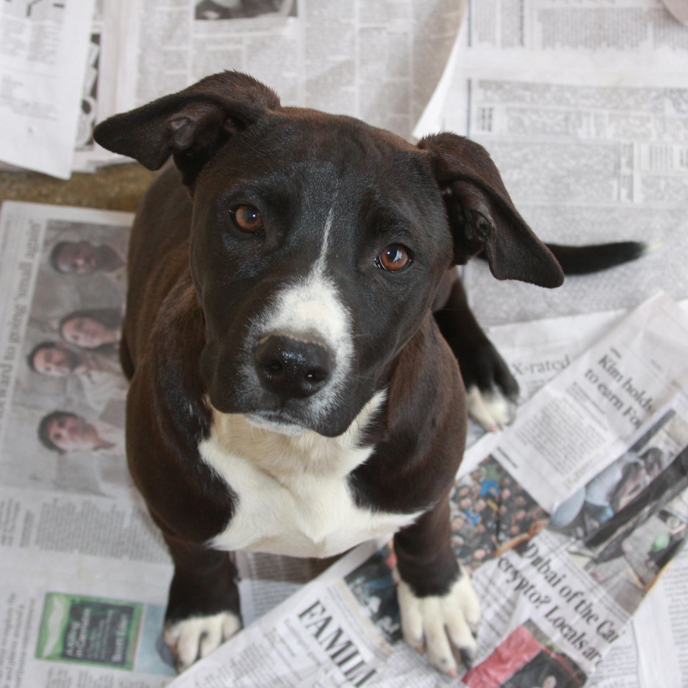 Enlarge Miss Galaxy, a Adoptable mixed breed in San Jose, CA image 2/3