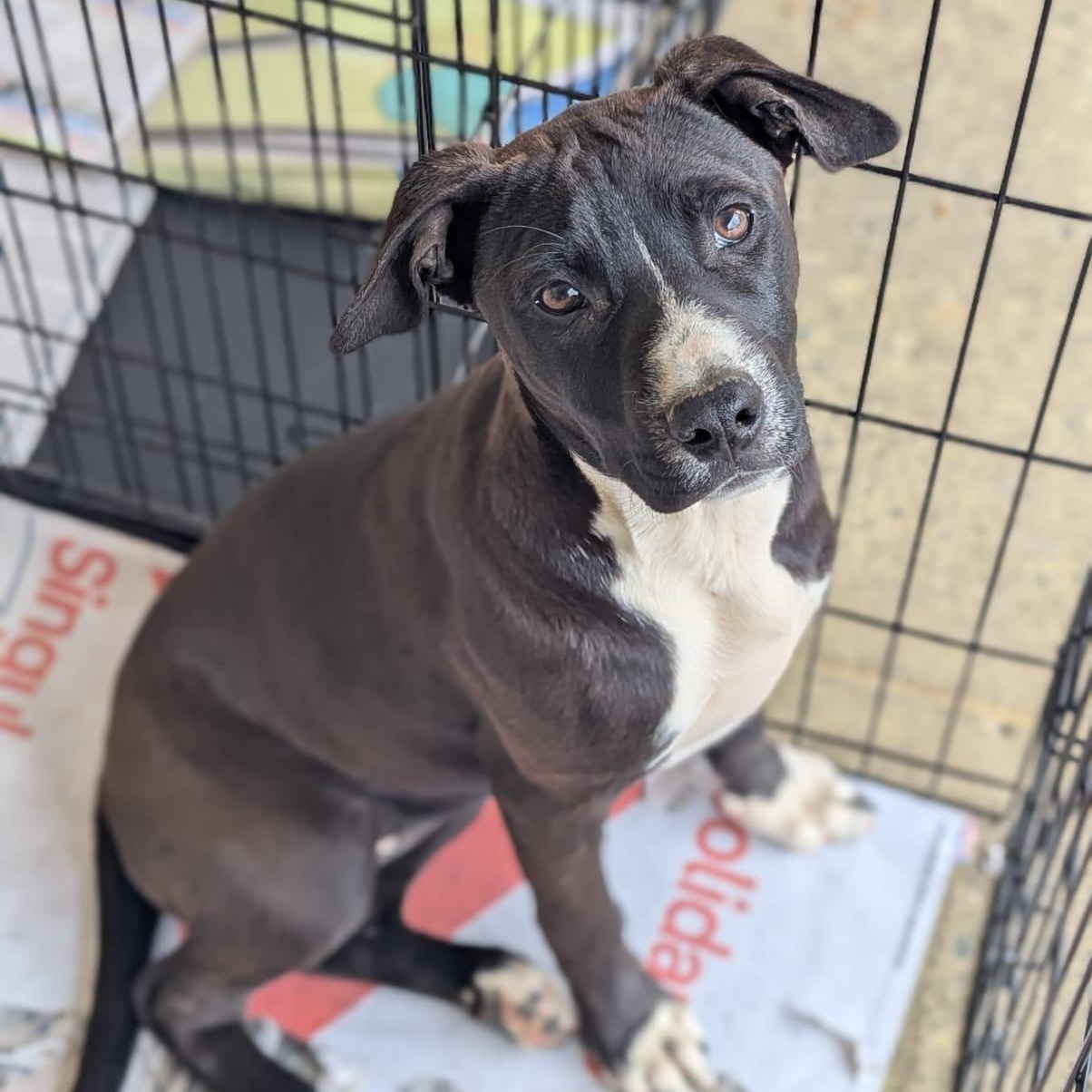 Miss Galaxy, Adoptable, Young Female Australian Shepherd & Pit Bull Terrier.