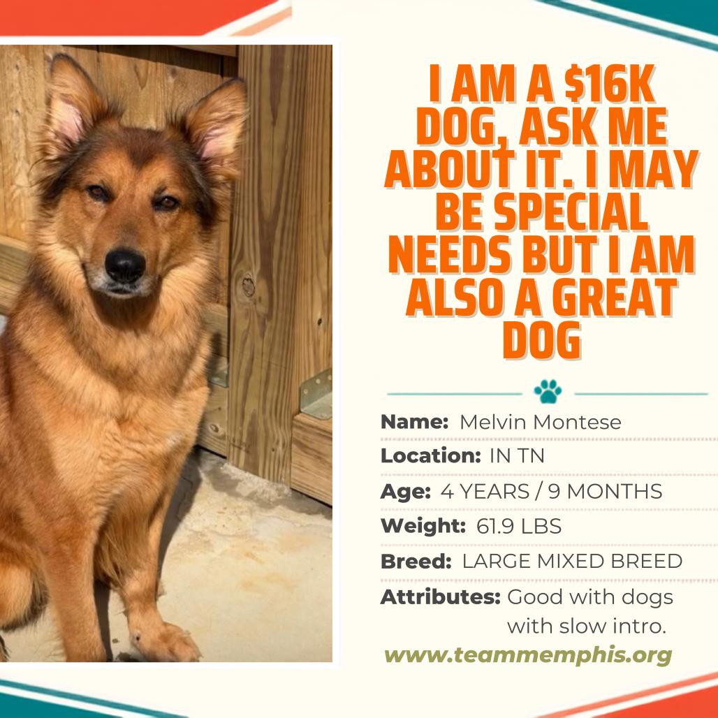 Enlarge Melvin Montese, a Adoptable Mixed Breed in Pittsburgh, PA image 1/5