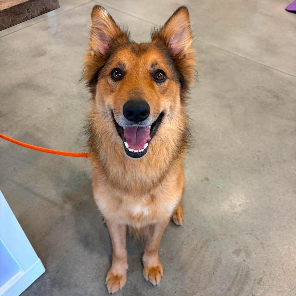 Melvin Montese, a Adoptable Mixed Breed in Pittsburgh, PA image 1/5