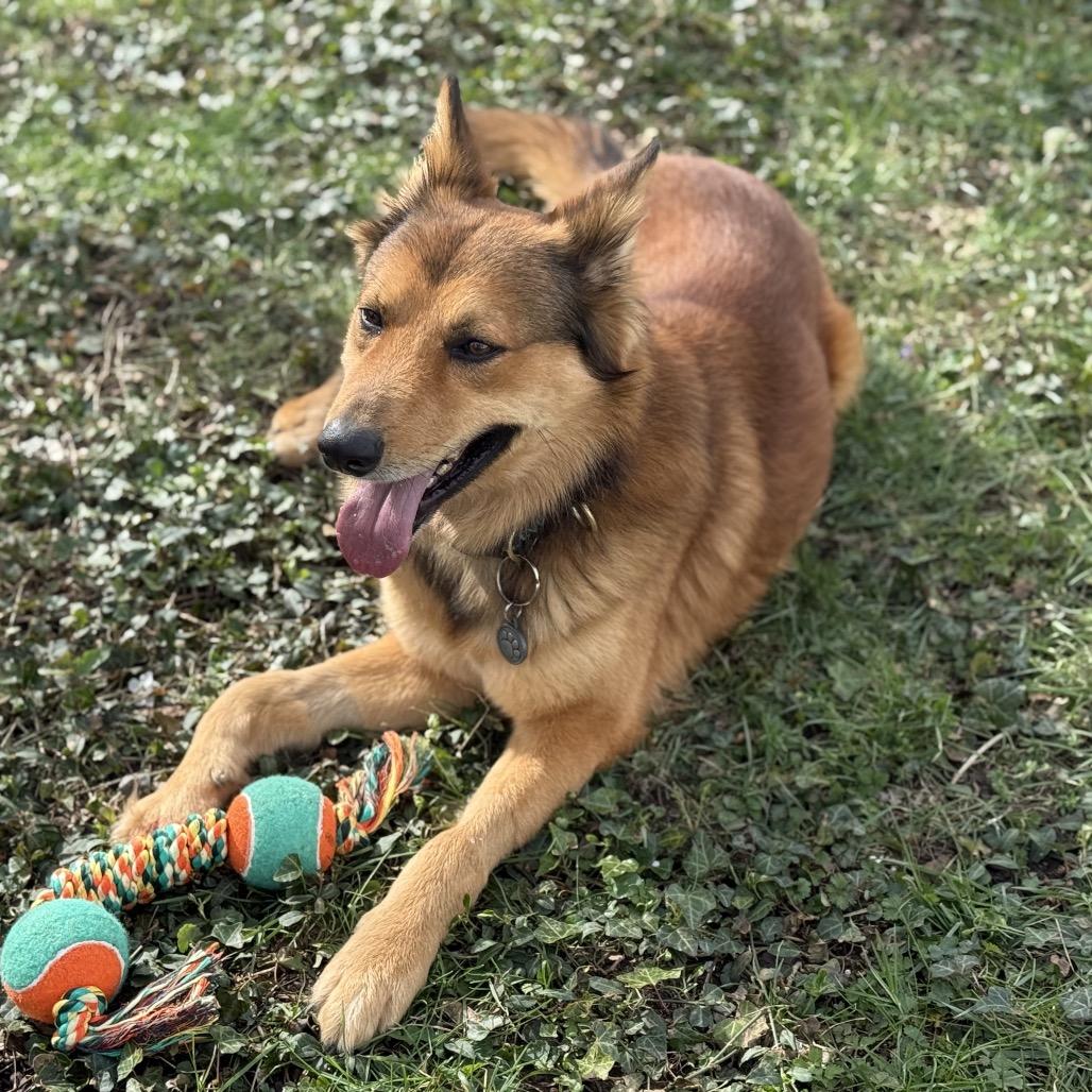 Melvin Montese, Adoptable, Adult Male Mixed Breed.