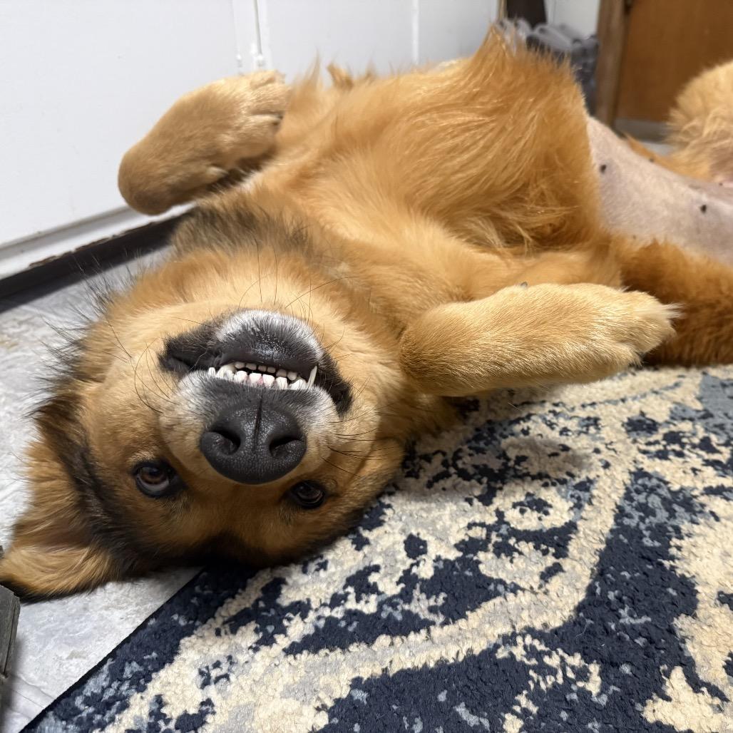 Melvin Montese, a Adoptable Mixed Breed in Pittsburgh, PA image 2/5
