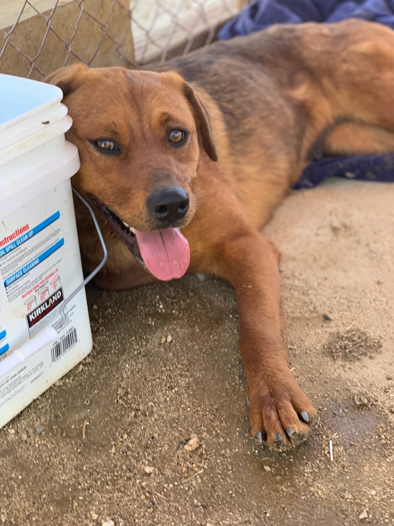 Emilie, a Adoptable mixed breed in Mojave, CA image 1/6