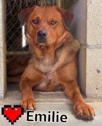 Emilie, a Adoptable mixed breed in Mojave, CA image 2/6