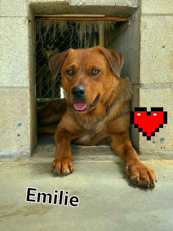 Emilie, a Adoptable mixed breed in Mojave, CA image 3/6