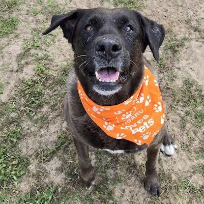 Enlarge Iris, a ADOPTABLE mixed breed in Ocala, FL image 1/5