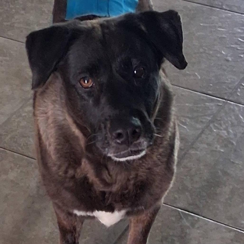 Enlarge Iris, a Adoptable mixed breed in Ocala, FL image 4/6