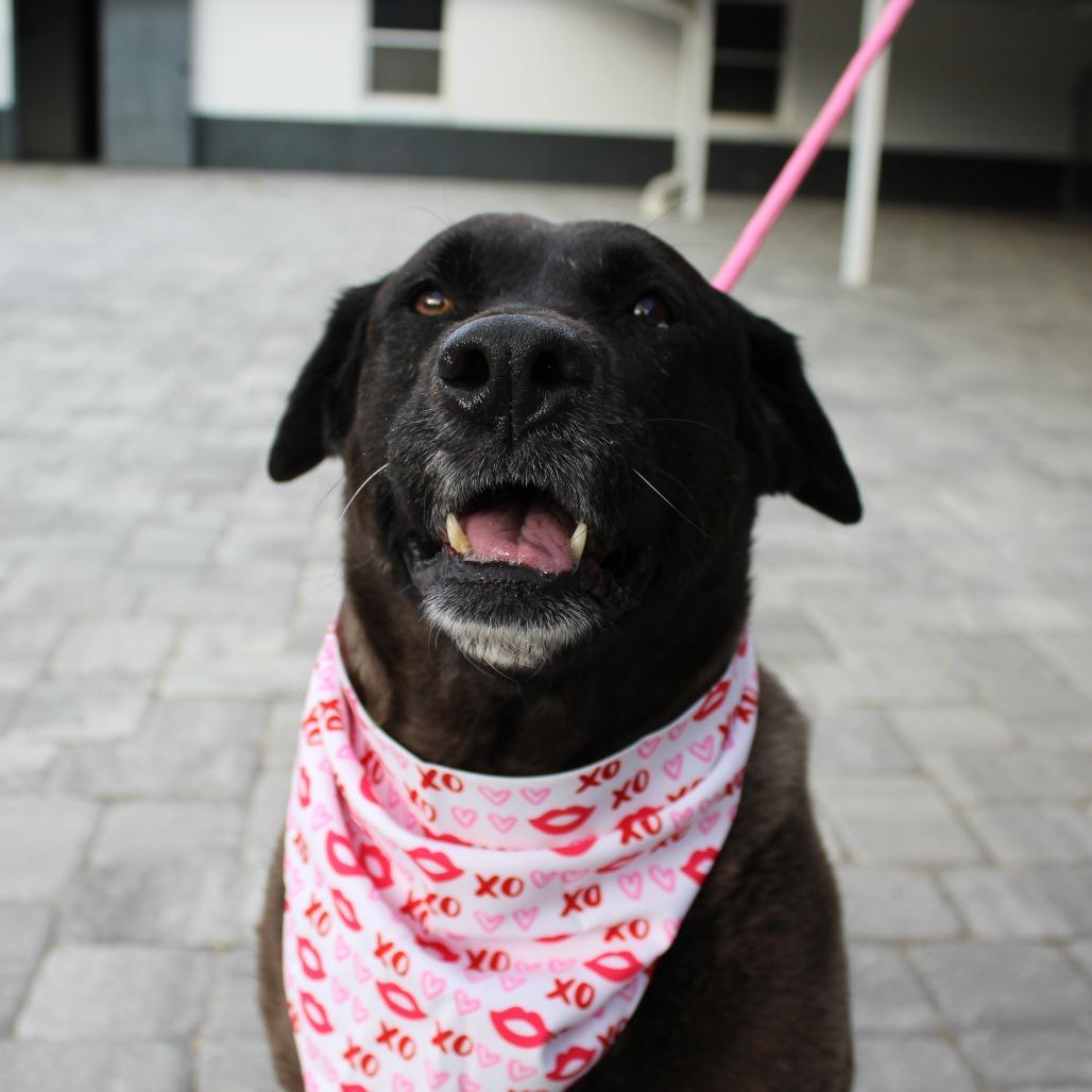 Enlarge Iris, a ADOPTABLE mixed breed in Ocala, FL image 6/6