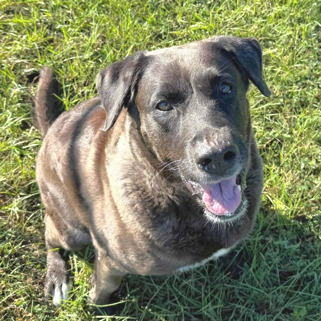 Enlarge Iris, a ADOPTABLE mixed breed in Ocala, FL image 3/5