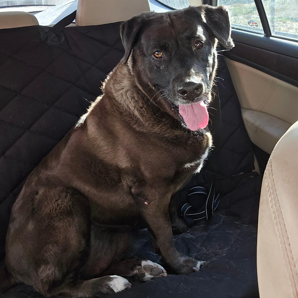 Enlarge Iris, a ADOPTABLE mixed breed in Ocala, FL image 2/5