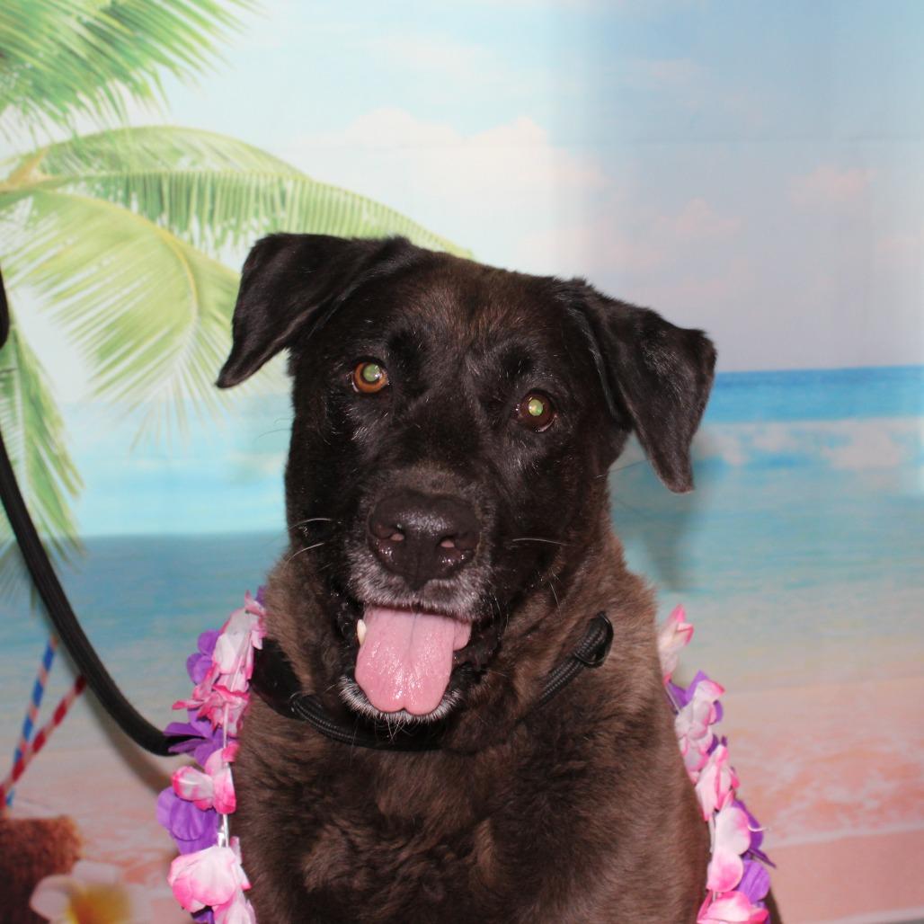 Enlarge Iris, a ADOPTABLE mixed breed in Ocala, FL image 4/5