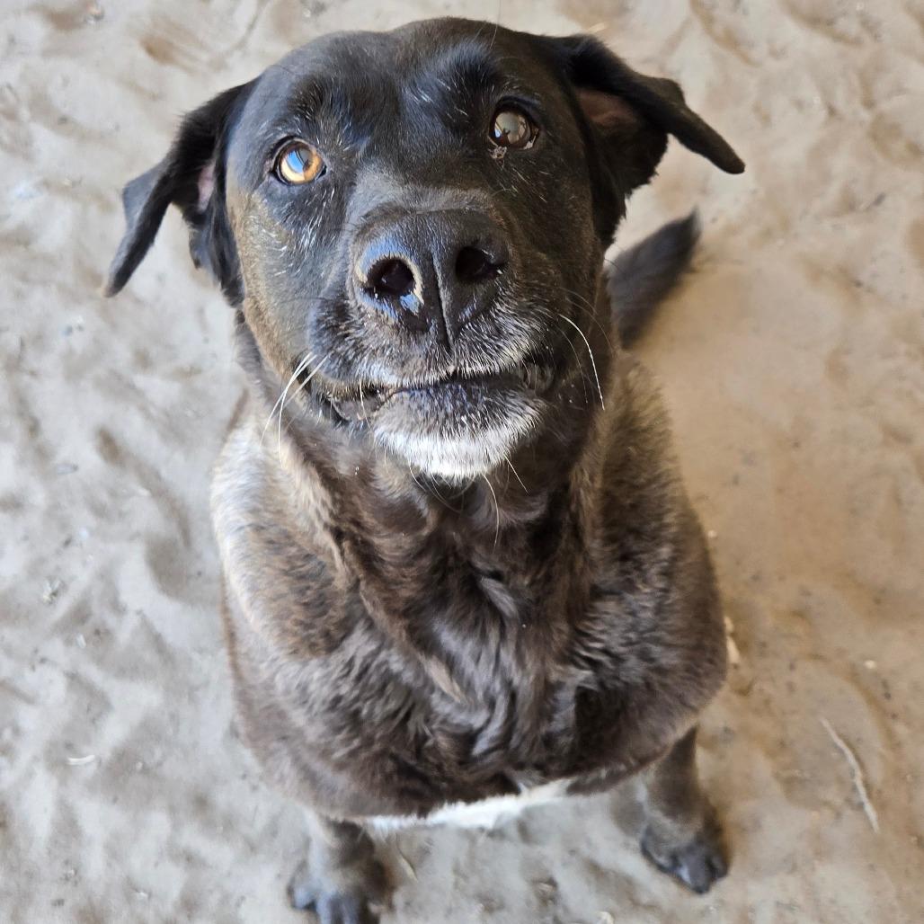 Iris, ADOPTABLE, Senior Female Black Labrador Retriever.