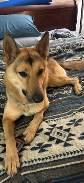 Enlarge Bernstein Bear, a Adopted mixed breed in Tomball, TX image 3/6