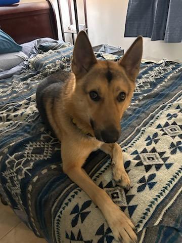 Enlarge Bernstein Bear, a Adopted mixed breed in Tomball, TX image 5/6