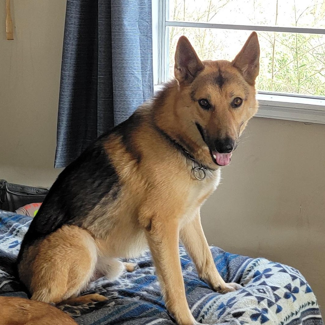 Bernstein Bear, Adopted, Adult Male German Shepherd Dog & Siberian Husky.