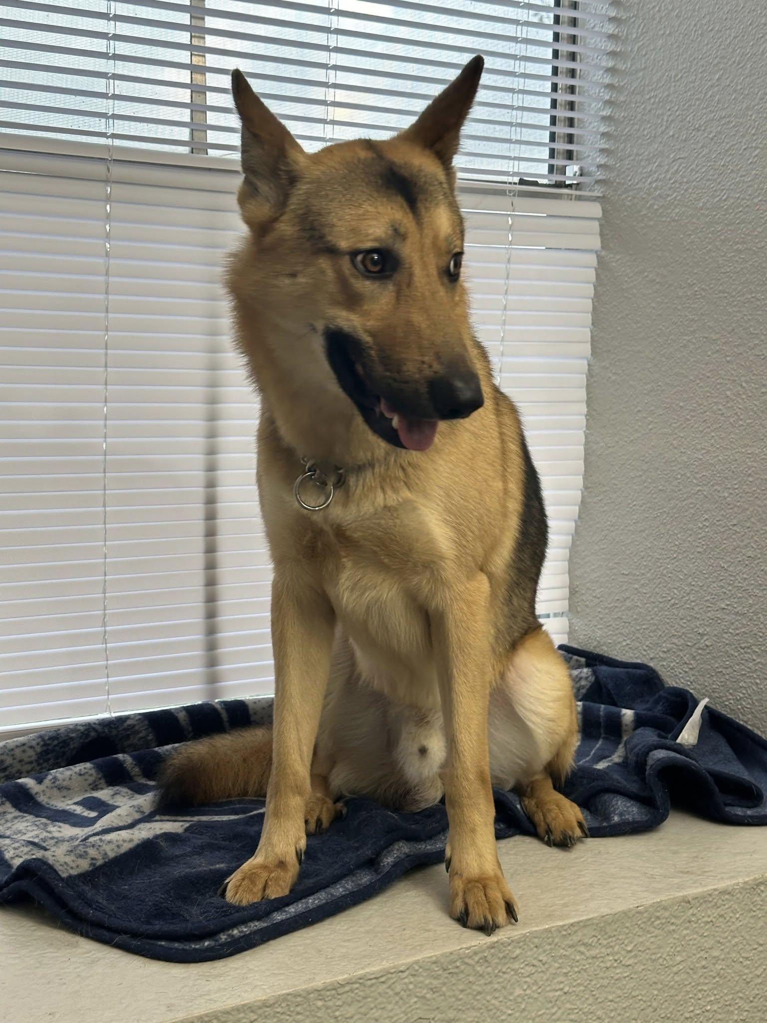 Enlarge Bernstein Bear, a Adopted mixed breed in Tomball, TX image 4/6
