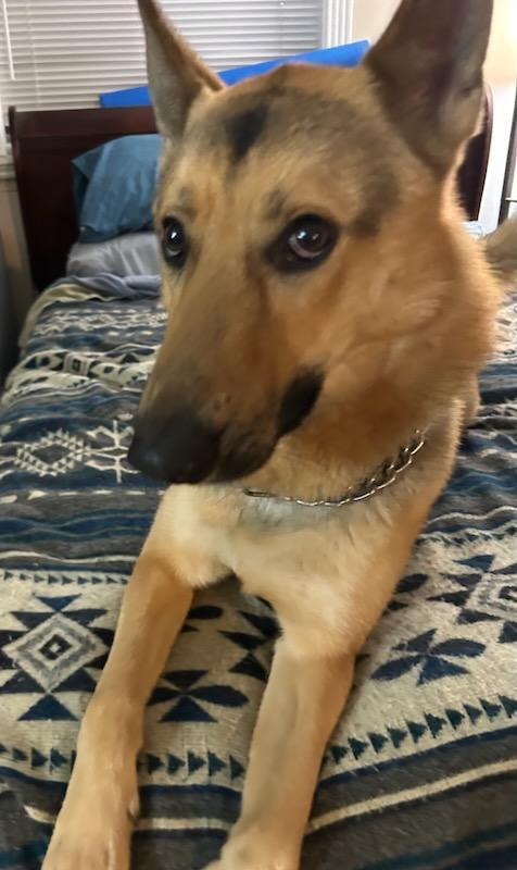 Enlarge Bernstein Bear, a Adopted mixed breed in Tomball, TX image 2/6