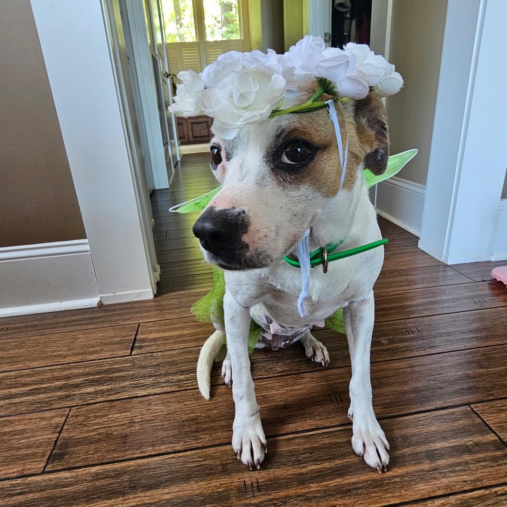 Brenda, Adoptable, Adult Female Hound & Pit Bull Terrier.