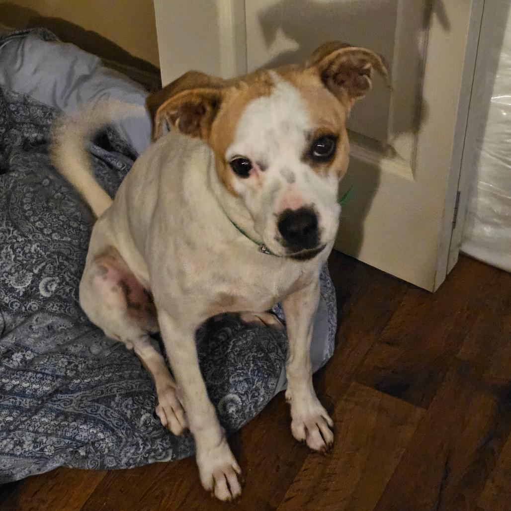 Enlarge Brenda, a Adoptable mixed breed in Starkville, MS image 2/5