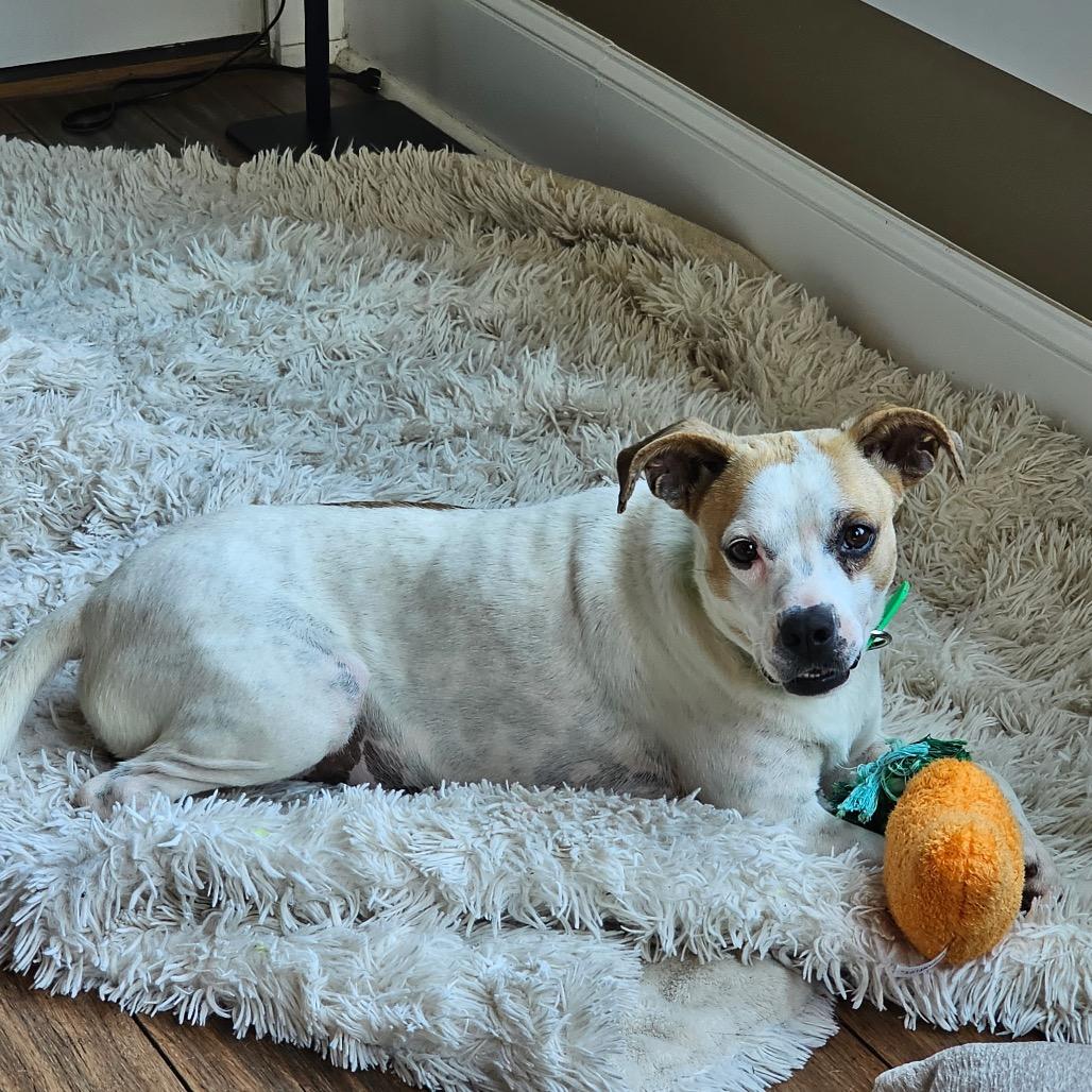 Enlarge Brenda, a Adoptable mixed breed in Starkville, MS image 3/5