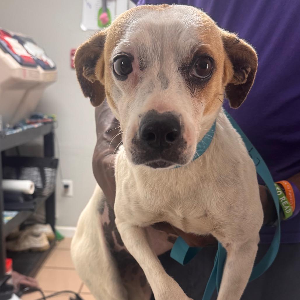 Brenda, Adoptable, Adult Female Hound & Pit Bull Terrier.