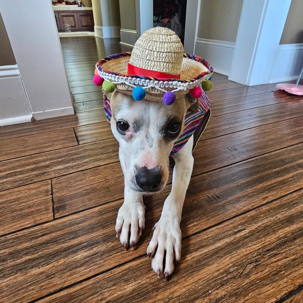 Enlarge Brenda, a Adoptable mixed breed in Starkville, MS image 5/5