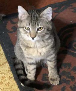 Enlarge Darius, a ADOPTABLE Tabby in Anchorage, AK image 1/1