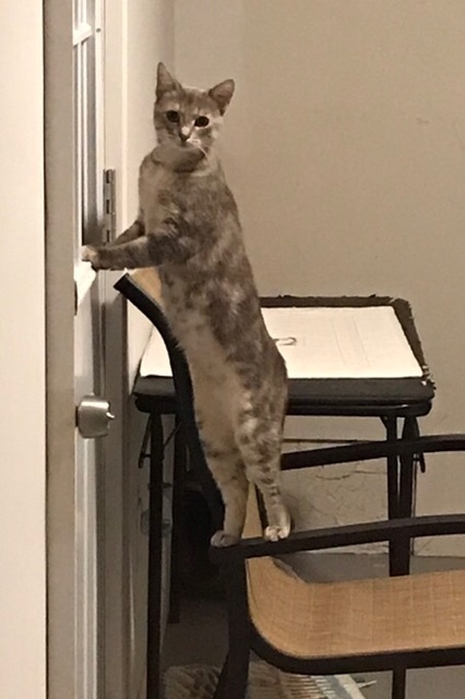 Enlarge Pixie, a Adoptable Dilute Tortoiseshell in Valdosta, GA image 7/11