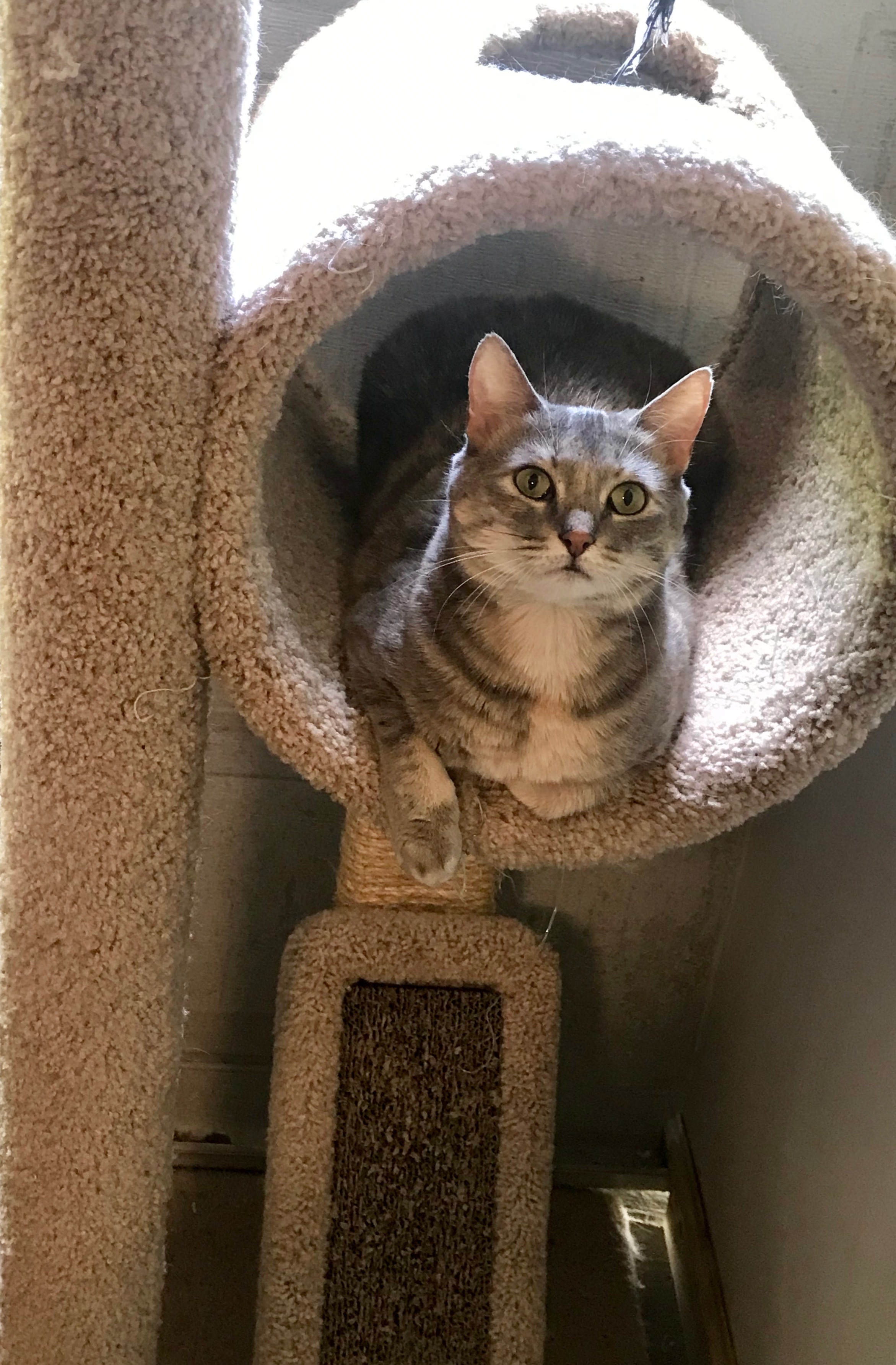 Enlarge Pixie, a Adoptable Dilute Tortoiseshell in Valdosta, GA image 8/11