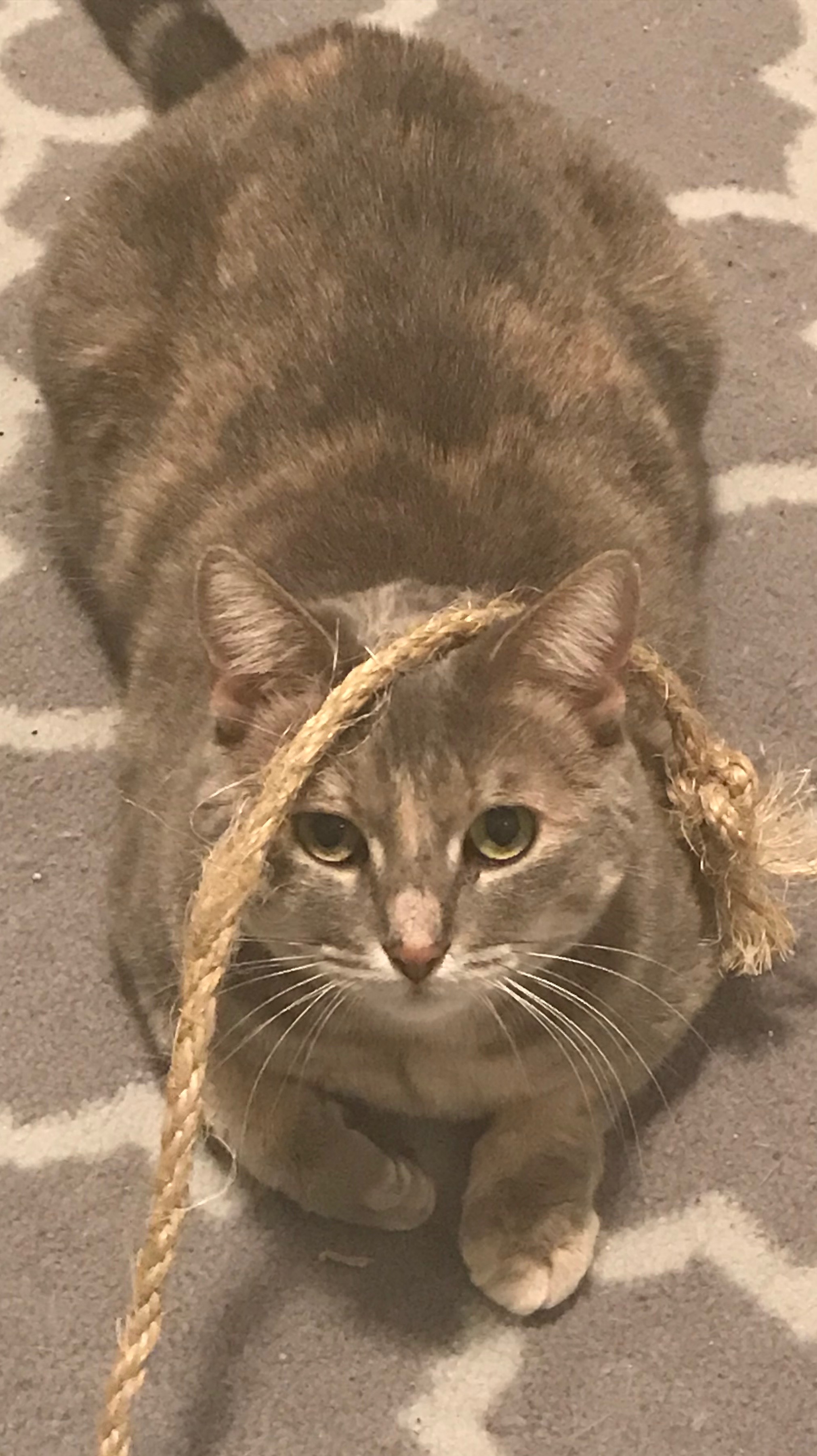 Enlarge Pixie, a Adoptable Dilute Tortoiseshell in Valdosta, GA image 9/11