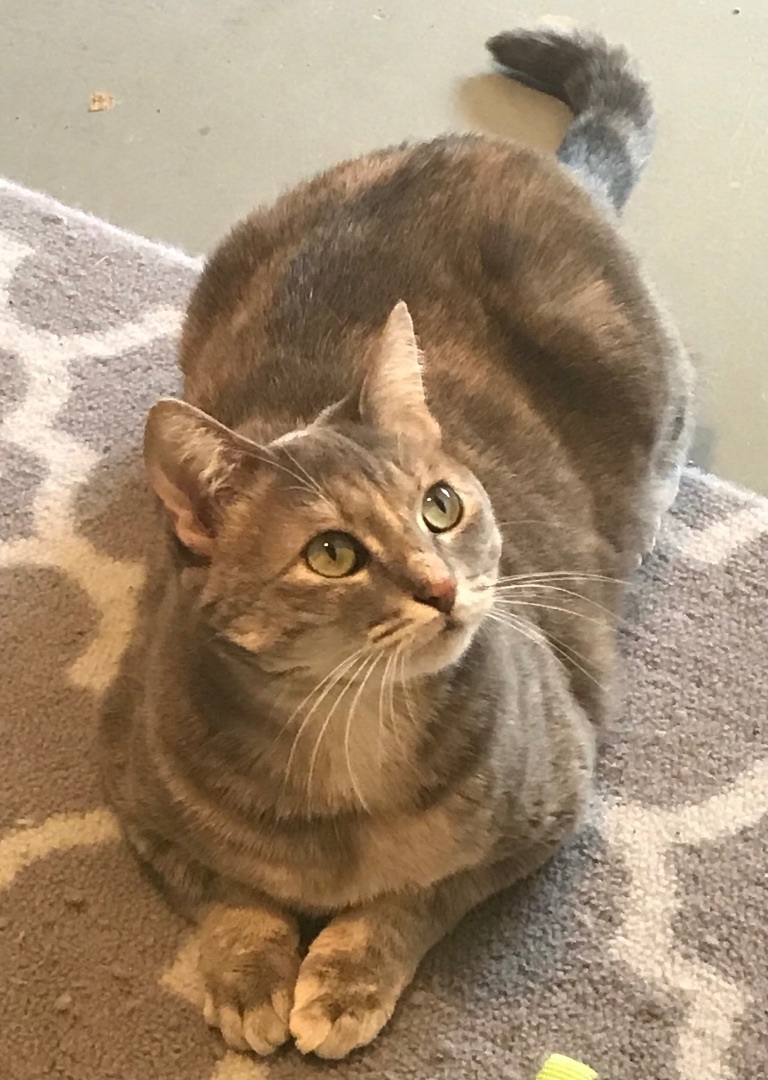 Pixie, a Adoptable Dilute Tortoiseshell in Valdosta, GA image 1/11