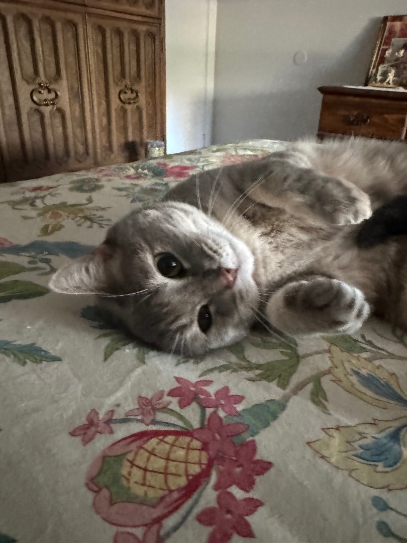 Enlarge Pixie, a Adoptable Dilute Tortoiseshell in Valdosta, GA image 10/11