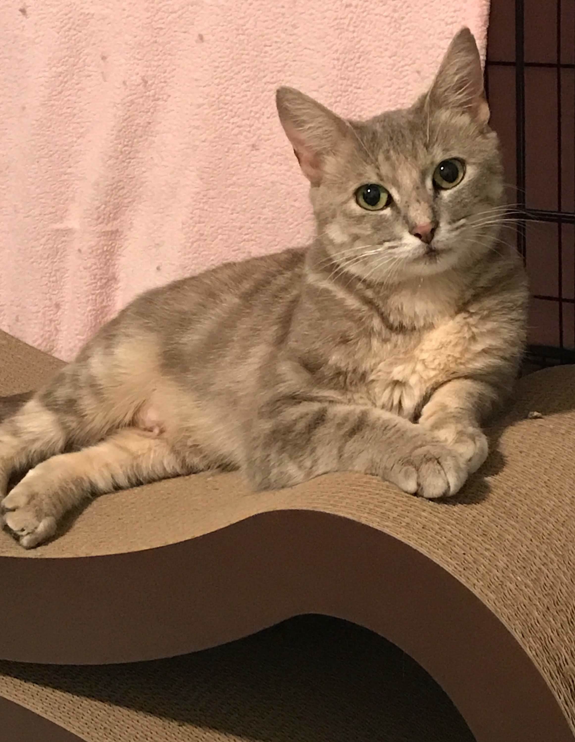 Enlarge Pixie, a Adoptable Dilute Tortoiseshell in Valdosta, GA image 11/11