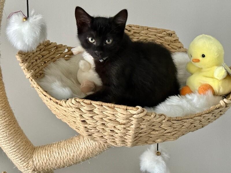 Damon, Adoptable, Young Male Domestic Short Hair.