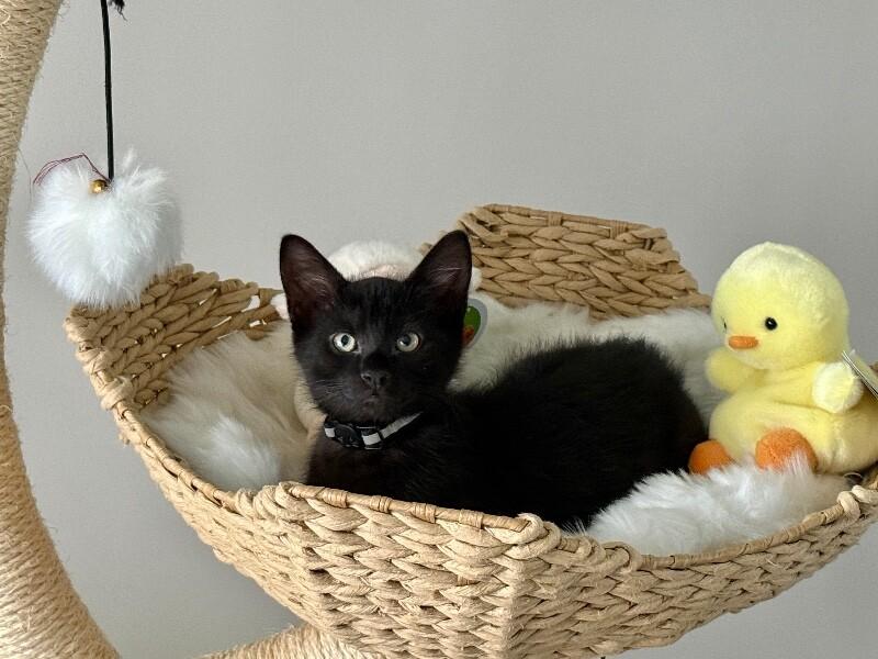 Enlarge Damon, a Adoptable Domestic Short Hair in North Babylon, NY image 2/5