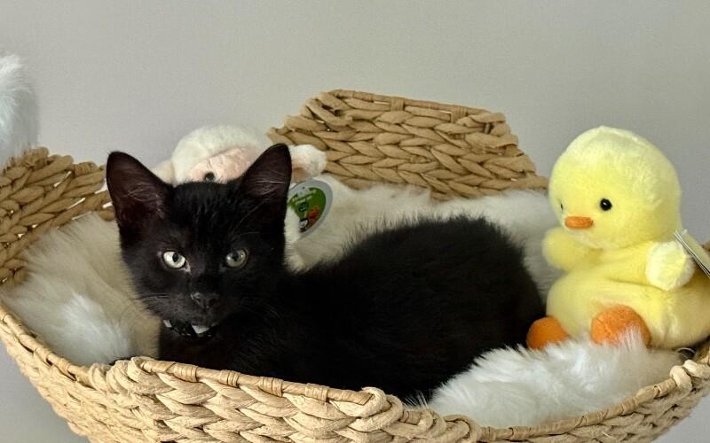 Enlarge Damon, a Adoptable Domestic Short Hair in North Babylon, NY image 3/5