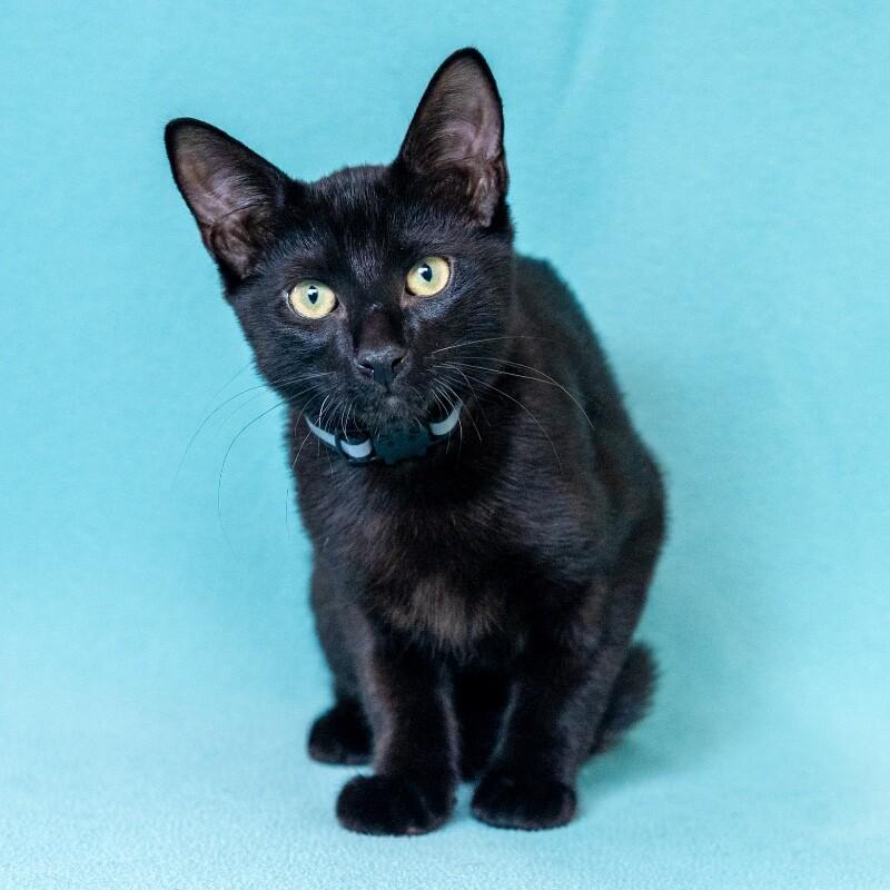 Damon, Adoptable, Young Male Domestic Short Hair.