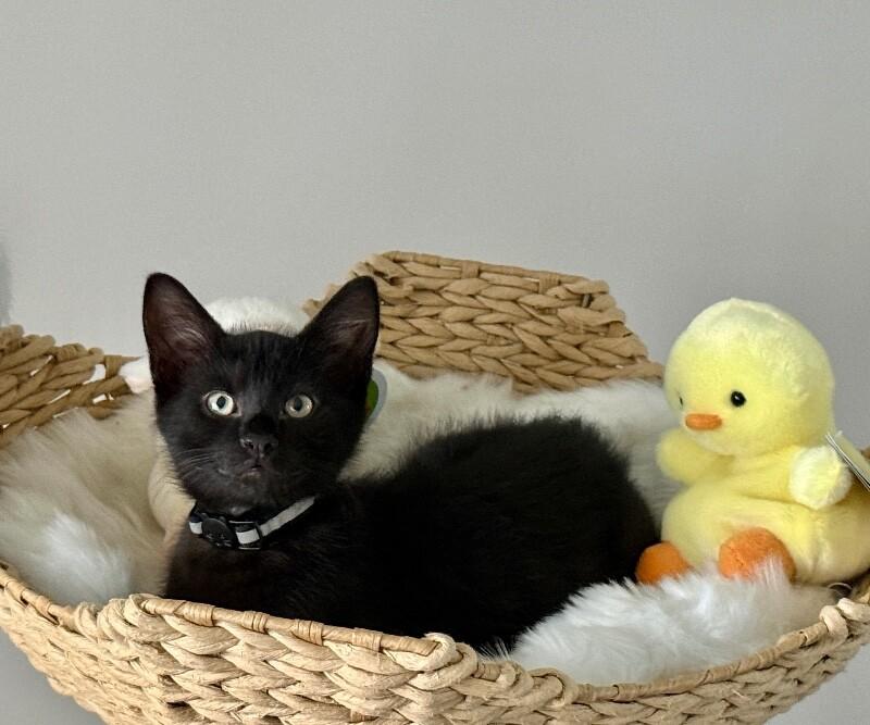 Enlarge Damon, a Adoptable Domestic Short Hair in North Babylon, NY image 4/5