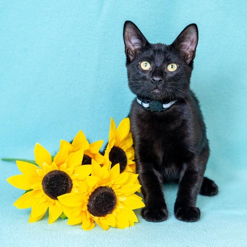 Enlarge Damon, a Adoptable Domestic Short Hair in North Babylon, NY image 2/2