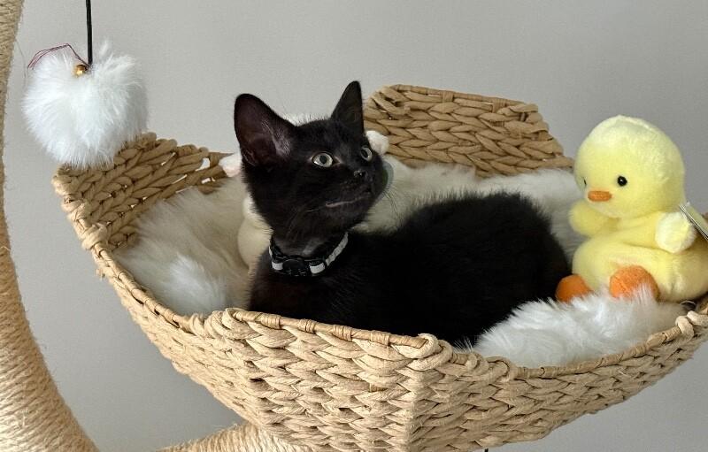 Enlarge Damon, a Adoptable Domestic Short Hair in North Babylon, NY image 5/5