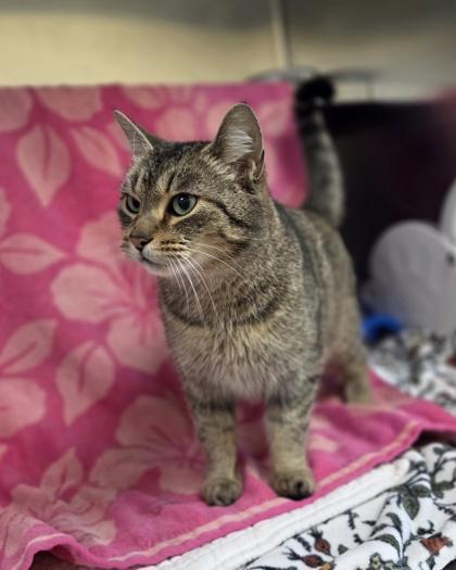 Enlarge Amora, a Adoptable mixed breed in Sterling Heights, MI image 1/3