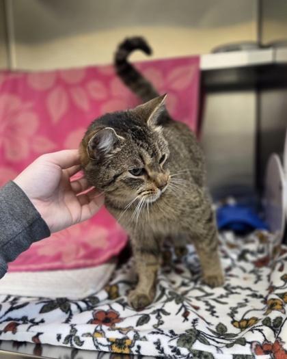 Enlarge Amora, a Adoptable mixed breed in Sterling Heights, MI image 3/3