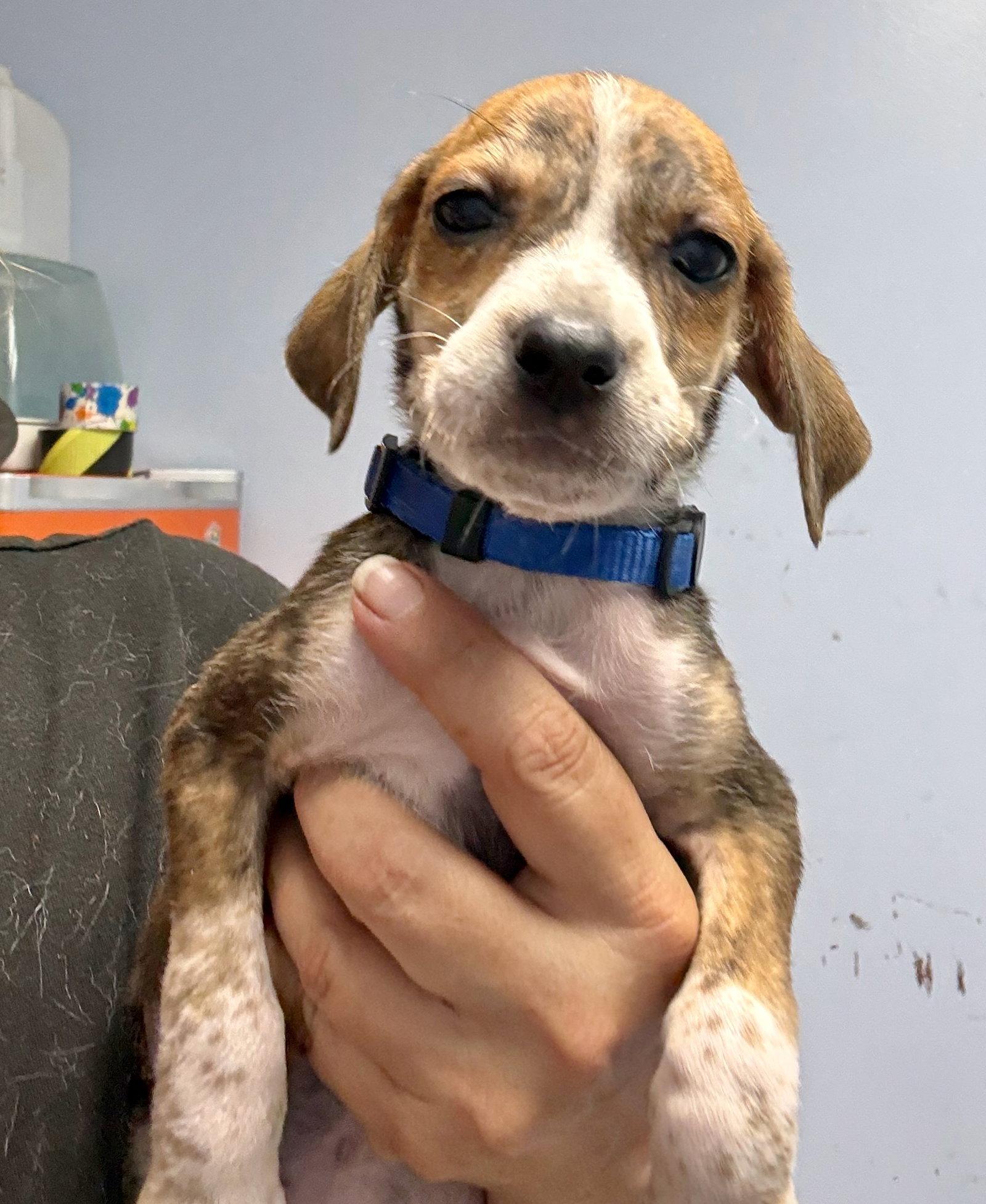 Enlarge Sawyer, a Adoptable Hound in GILBERTS, IL image 1/1